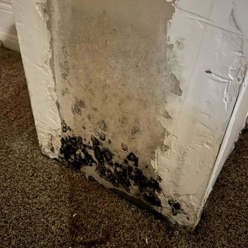 Professional Mold Removal in Monroe County, NY